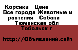 Корсики › Цена ­ 15 000 - Все города Животные и растения » Собаки   . Тюменская обл.,Тобольск г.